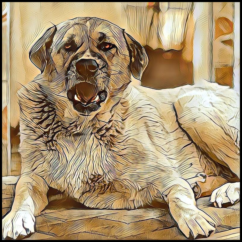 Picture for category Anatolian Shepherd