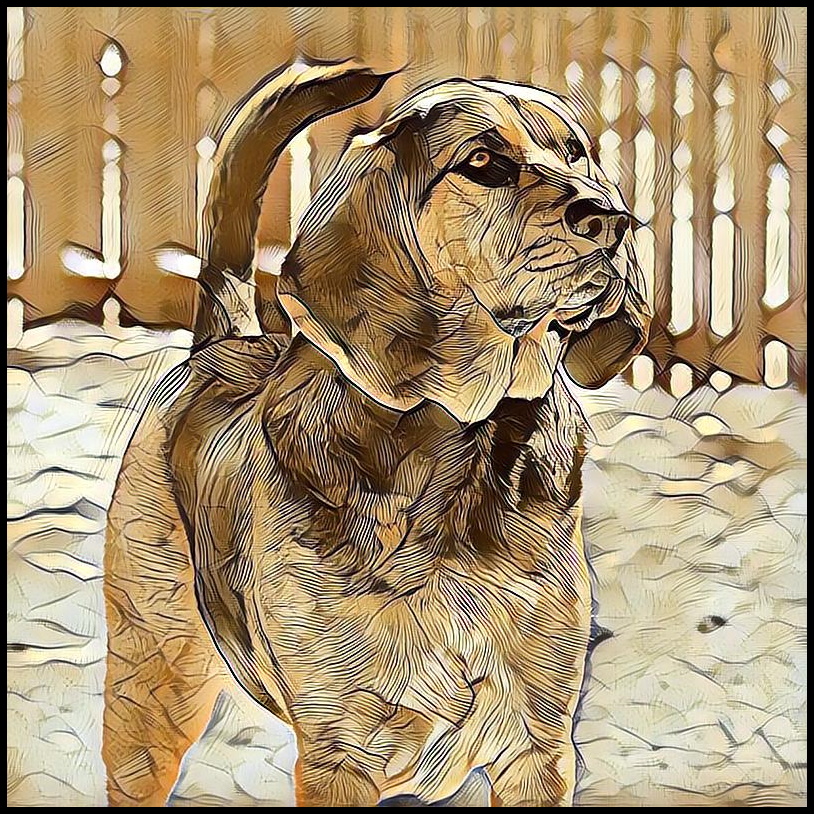 Picture for category Bloodhound