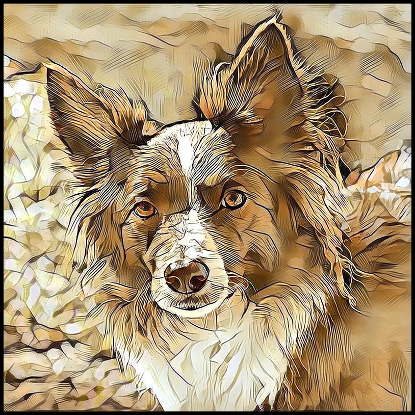 Picture for category Border Collie