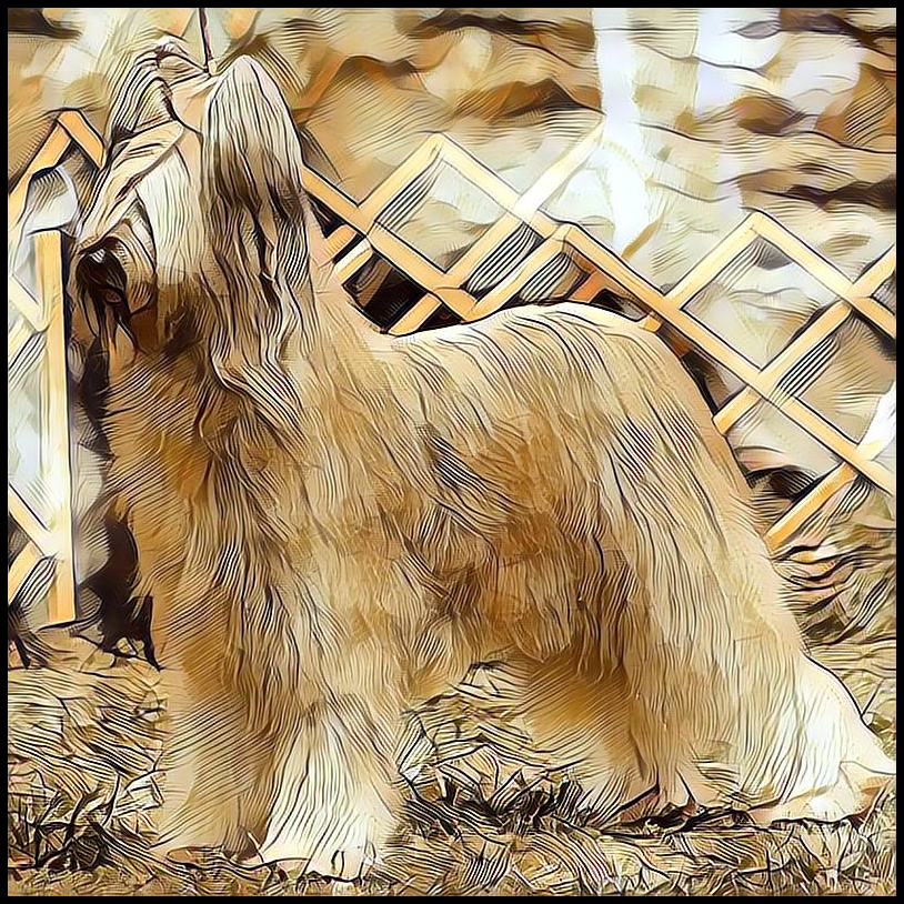 Picture for category Briard