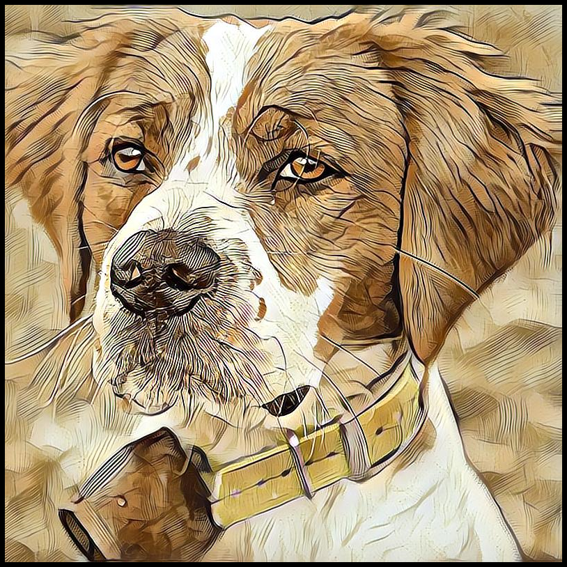 Picture for category Brittany Spaniel