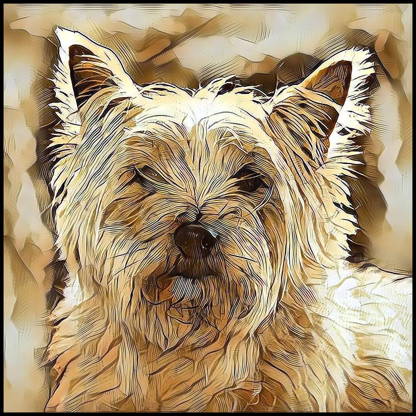Picture for category Cairn Terrier
