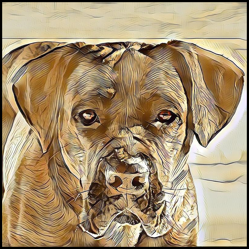 Picture for category Cane Corso