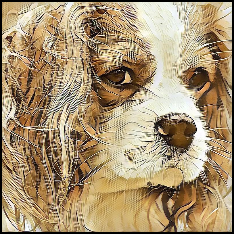 Picture for category Cavalier King Charles Spaniel