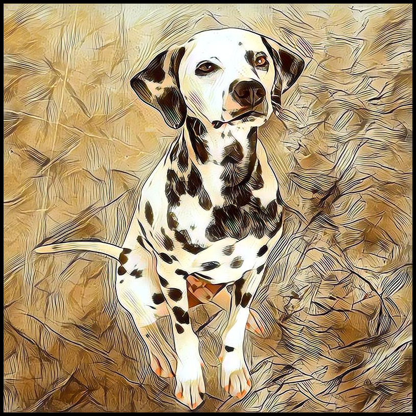 Picture for category Dalmation