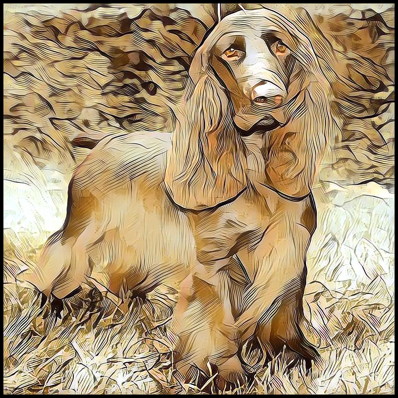 Picture for category Field Spaniel