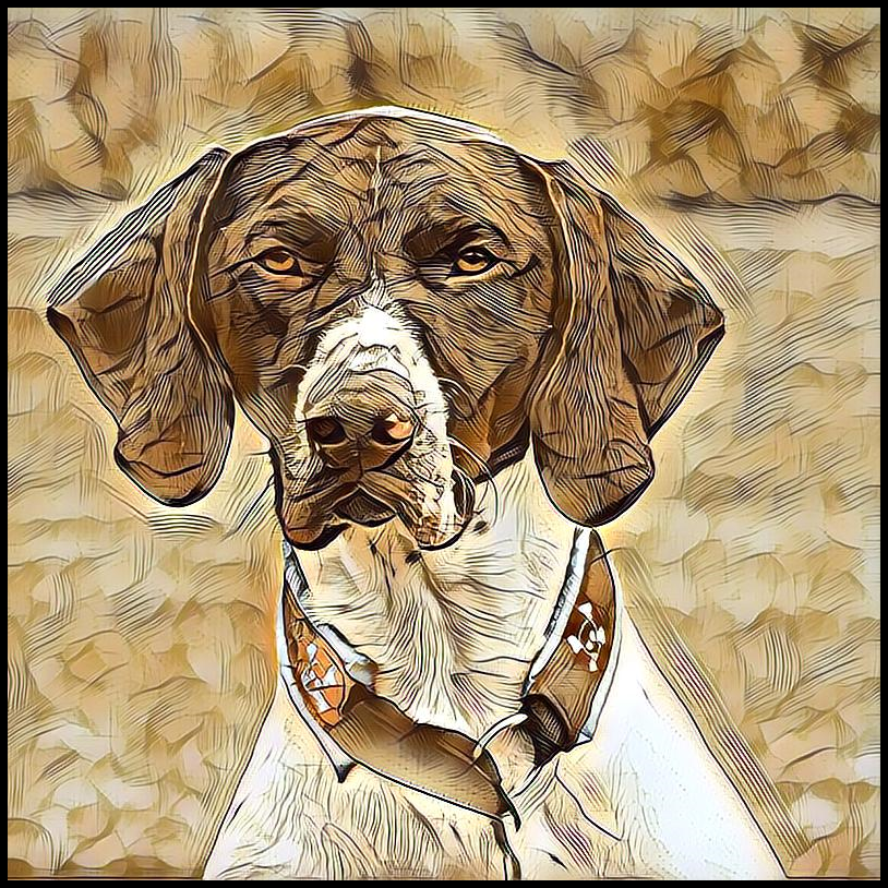 Picture for category German Shorthaired Pointer
