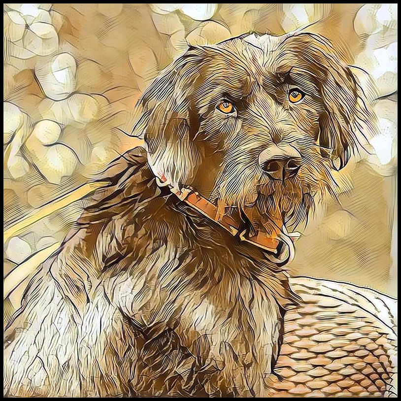 Picture for category German Wirehaired Pointer