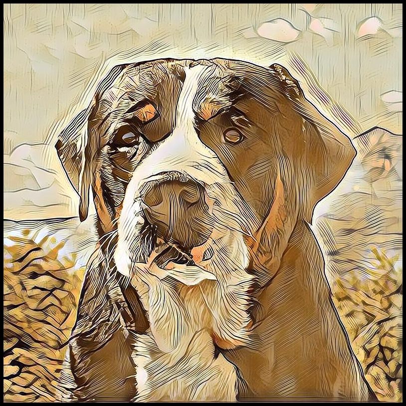 Picture for category Greater Swiss Mountain Dog