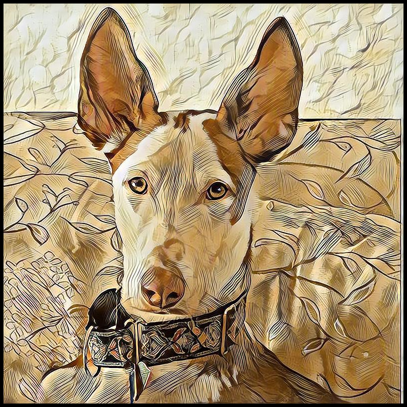 Picture for category Ibizan Hound