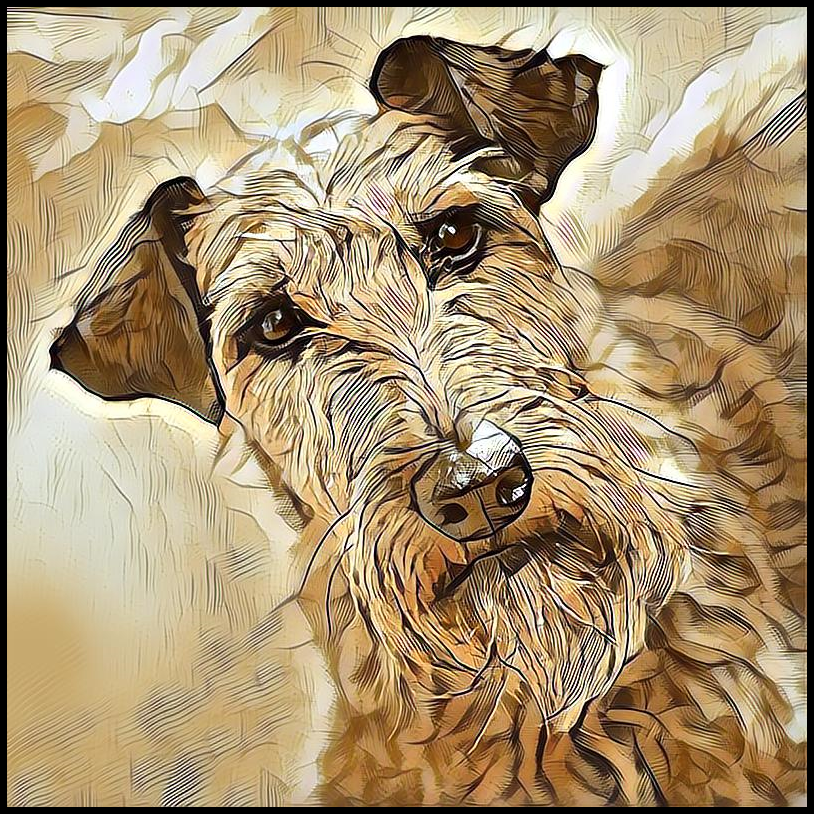 Picture for category Irish Terrier