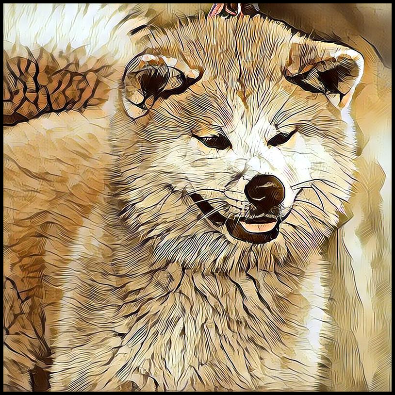 Picture for category Japanese Akita Inu