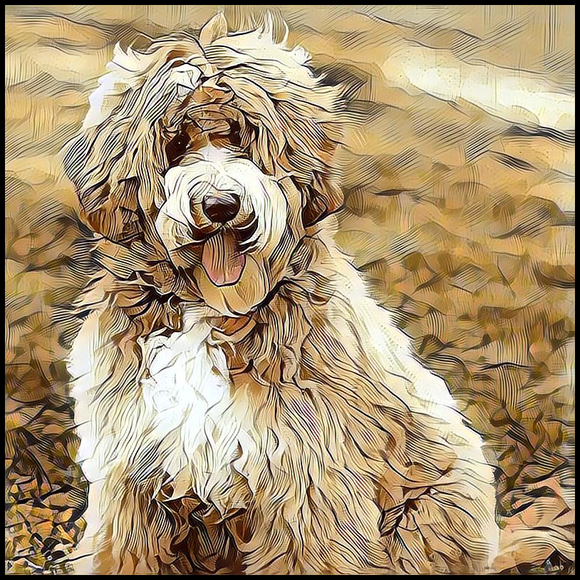 Picture for category Labradoodle