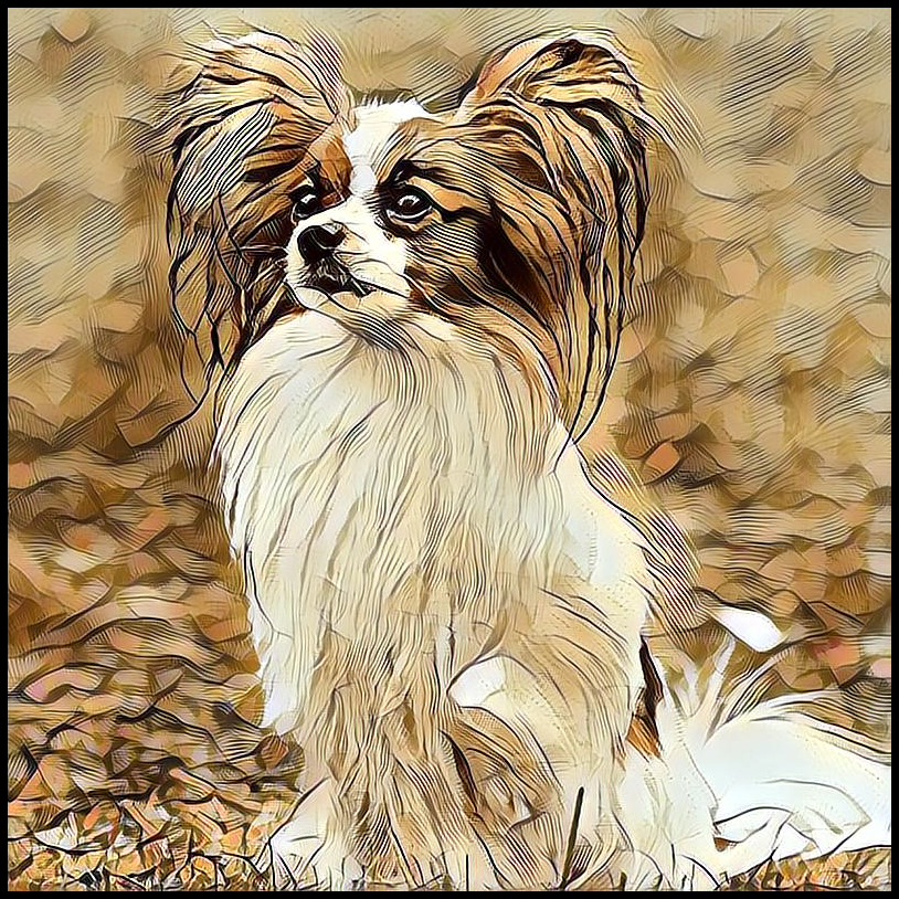 Picture for category Papillon