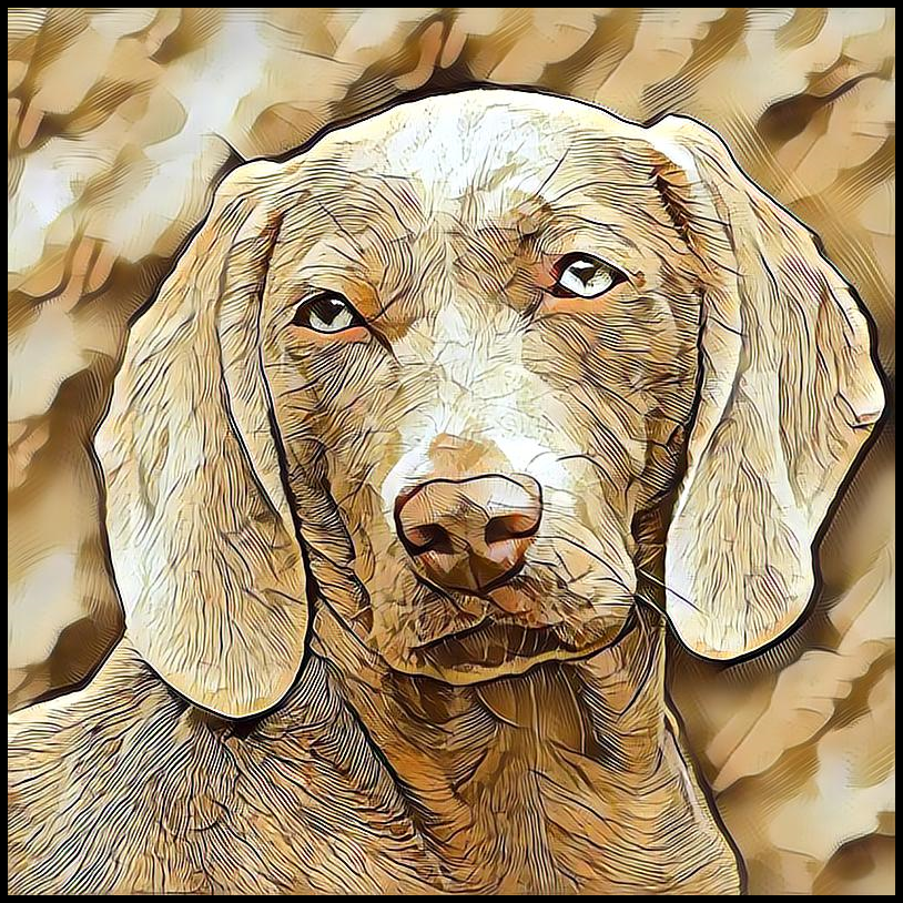 Picture for category Weimaraner