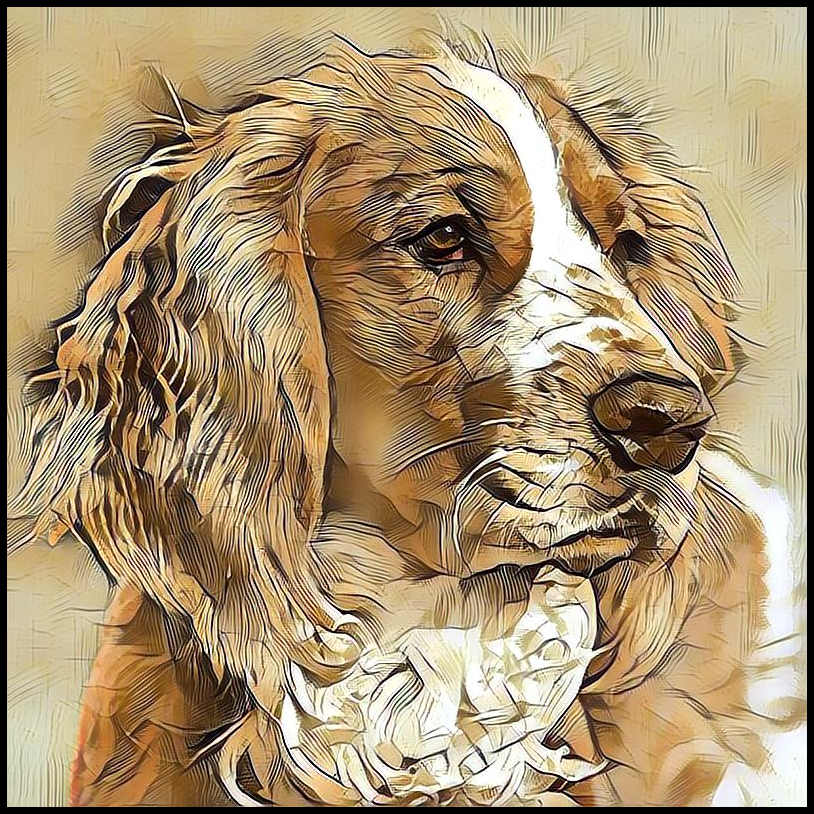 Picture for category Welsh Springer Spaniel