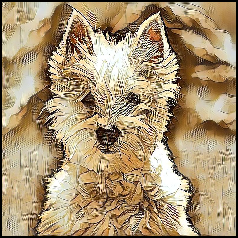 Picture for category West Highland Terrier