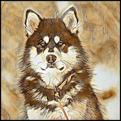 Picture of Alaskan Malamute-Hairy Styles Mug