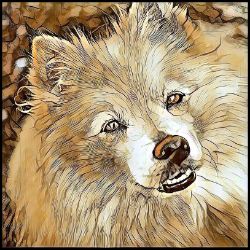Picture of American Eskimo-Hairy Styles Mug