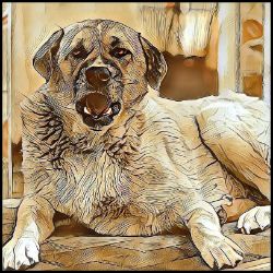 Picture of Anatolian Shepherd-Hairy Styles Mug