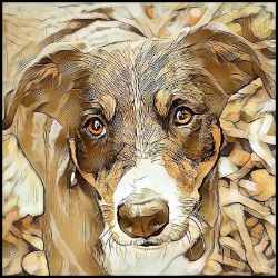 Picture of Appenzeller Sennenhund-Hairy Styles Mug