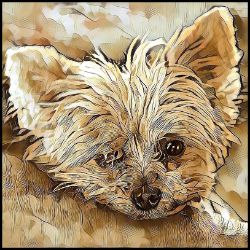 Picture of Australian Terrier-Hairy Styles Mug