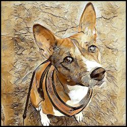 Picture of Basenji-Hairy Styles Mug