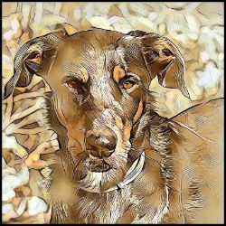 Picture of Beauceron-Hairy Styles Mug