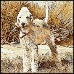 Picture of Bedlington Terrier-Hairy Styles Mug