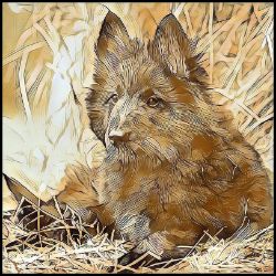 Picture of Belgian Sheepdog Belgian Shepherd-Hairy Styles Mug