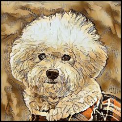 Picture of Bichon Frise-Hairy Styles Mug