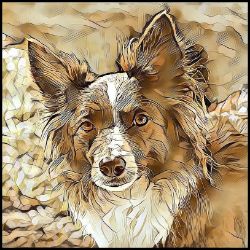 Picture of Border Collie-Hairy Styles Mug