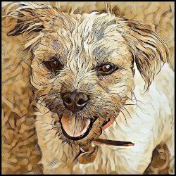 Picture of Border Terrier-Hairy Styles Mug