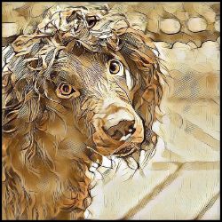 Picture of Boykin Spaniel-Hairy Styles Mug