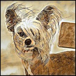 Picture of Chinese Crested-Hairy Styles Mug