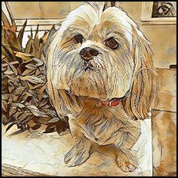 Picture of Lhasa Apso-Hairy Styles Mug