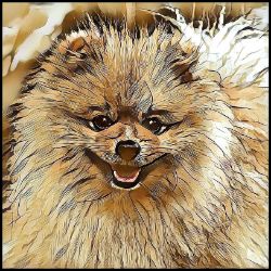 Picture of Pomeranian-Hairy Styles Mug