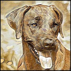 Picture of Rhodesian Ridgeback-Hairy Styles Mug
