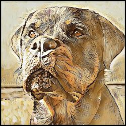 Picture of Rottweiler-Hairy Styles Mug