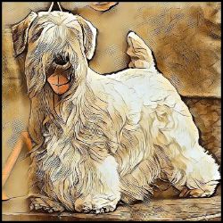 Picture of Sealyham Terrier-Hairy Styles Mug