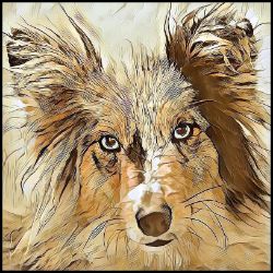 Picture of Shetland Sheepdog-Hairy Styles Mug
