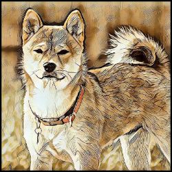 Picture of Shiba Inu-Hairy Styles Mug