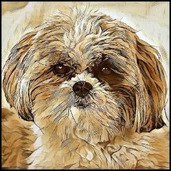 Picture of Shih Tzu-Hairy Styles Mug