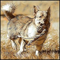 Picture of Swedish Vallhund-Hairy Styles Mug