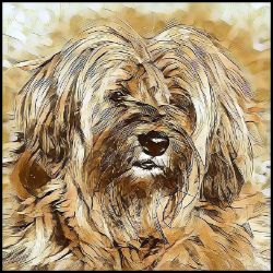 Picture of Tibetan Terrier-Hairy Styles Mug