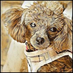 Picture of Toy Poodle-Hairy Styles Mug