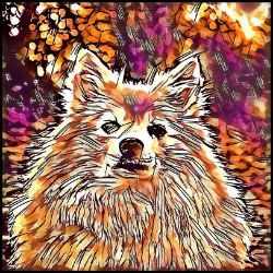 Picture of German Spitz-Hipster Mug