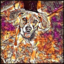 Picture of Harrier-Hipster Mug