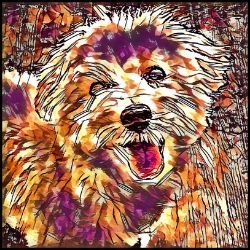 Picture of Maltipoo-Hipster Mug