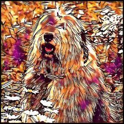 Picture of Old English Sheepdog-Hipster Mug